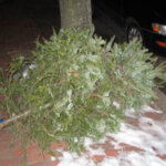 christmas_tree_curb_small