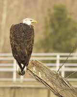 bb_Eagle