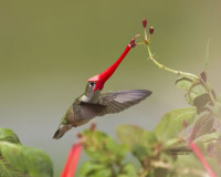 bb_Hummingbird