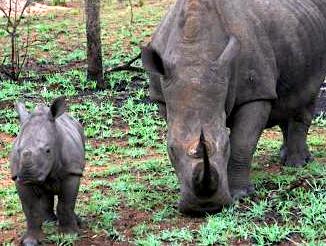 Claudia Rhinos South Africa 201312