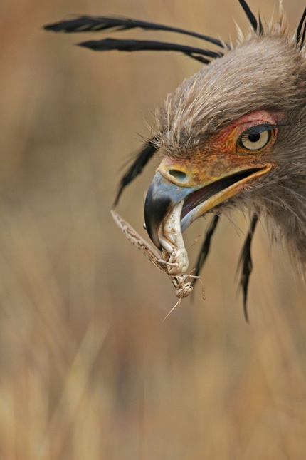 LAI_DSW_Bird Eating