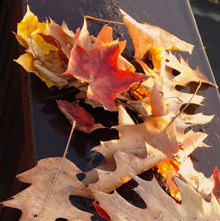 Leaves201410