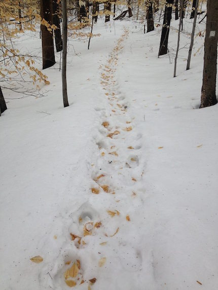 Forest footsteps