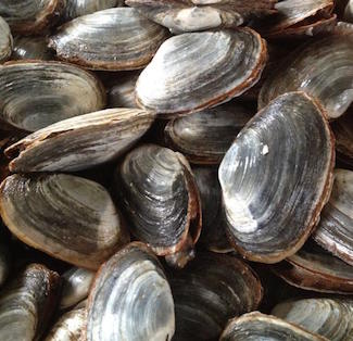 Steamed Clams 201508, Photo Credit: Gulf of Maine