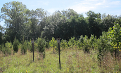 Rockland Lake invasive plants