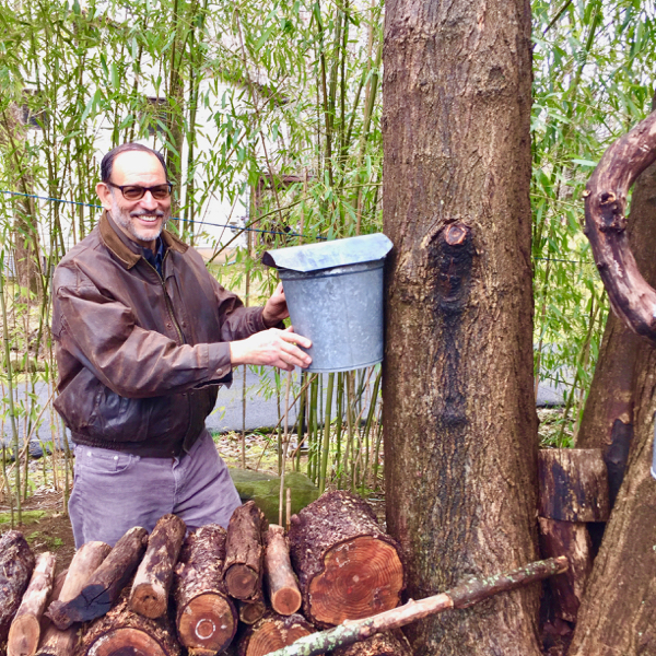 Bob Stien, sugar maple, sap, syrup