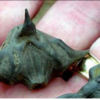 water chestnut invasive species