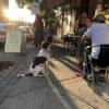 Main St dog at Nyack Sunset, Sept 2019. ©2019 Dave Zornow