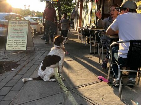 Main St dog at Nyack Sunset, Sept 2019. ©2019 Dave Zornow